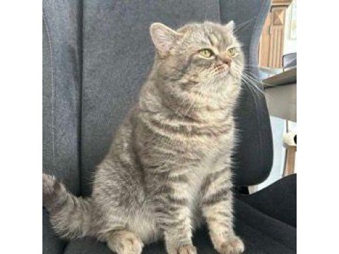2 yaşında oyuncu british shorthair
