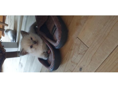 British shorthair ve scottish fold