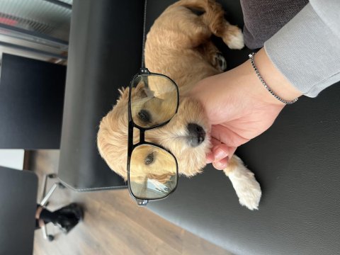 5 aylık maltipoo aşıları tam kıyafet aksesuarlar hediye