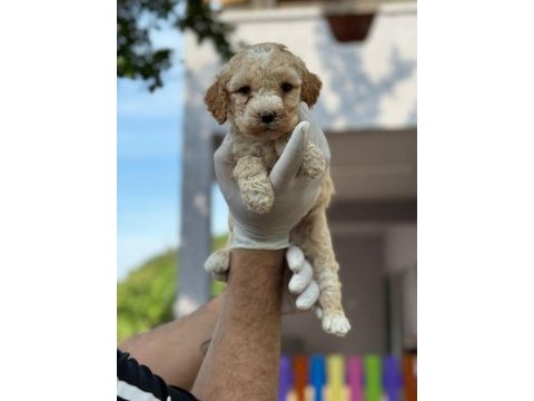 Maltipoo yavrular adrese gönderim ve kapıda ödeme vardır