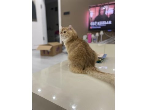 1,5 yaşında full şecereli british longhair