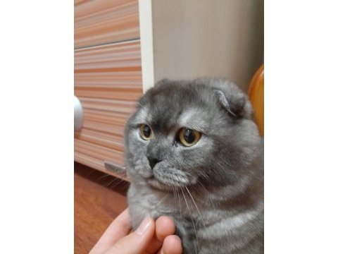 11 aylık scottish fold çok sakin ve sevecen