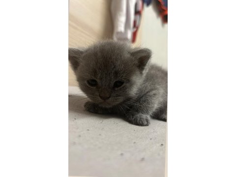 Yavru kediler yuvalarını bekliyor