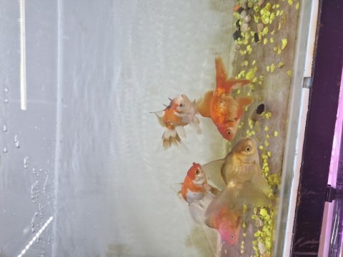 Oranda japon balığı