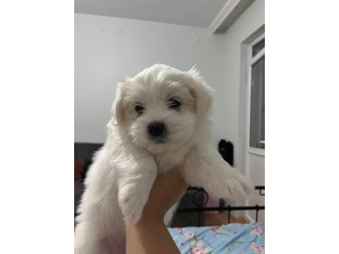 Maltipoo cinsi bebekler