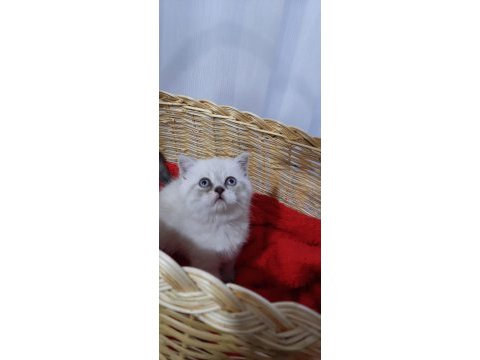 Top kafa kalıcı mavi gözlü british kedimiz