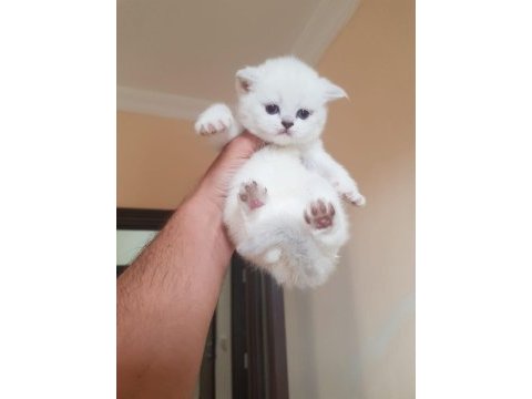 Scottish fold m beyaz mavi gözlü yavrular