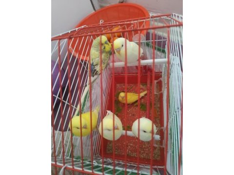 Lutino muhabbet kuşu yavrular