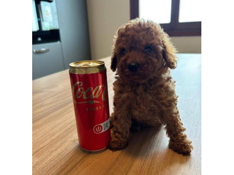 Ruhsatlı köpek çiftliğinden toypoodle  yavrularımız 