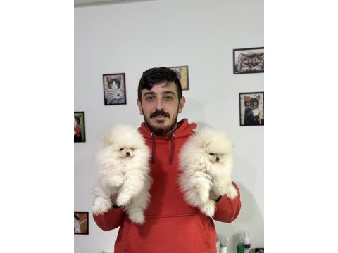 Ayı surat pomeranian boo bebekler wc eğitimli