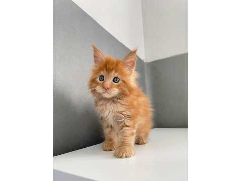 Mainecoon secereli faturalı show class red erkek 1 aylık