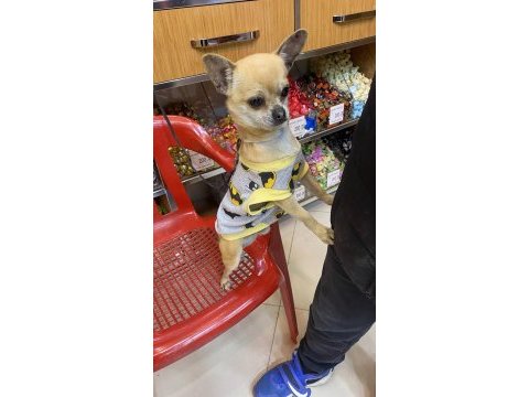 Chihuahua tüm aşıları tam full oyuncu