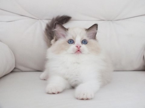 Full şecereli ragdoll yavruları