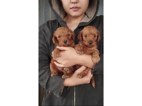 Tatlı poodle bebişler sızı bekliyor