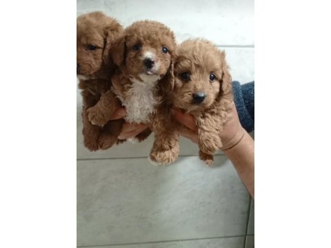 Mini maltipoo yavrular
