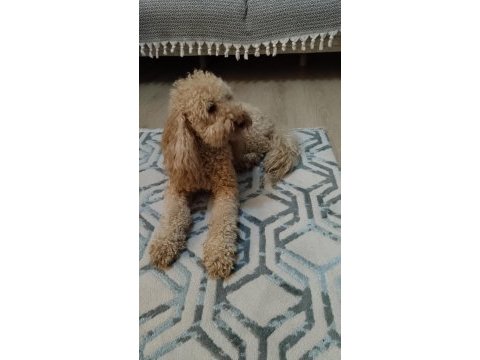 2,5 yaşında orjinal toy poodle