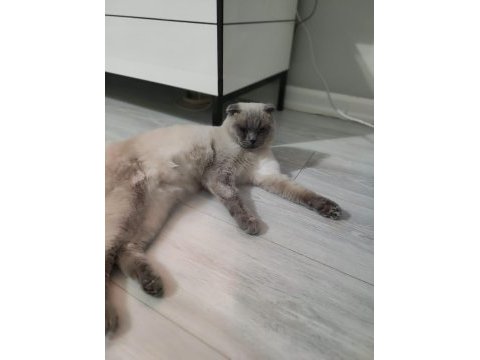 Uysal ve çocuk aşığı exotic shorthair
