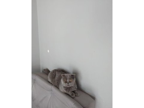 Yetişkin dişi scottish fold ve iran kedi