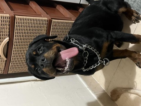 Kif kayıtlı şecereli rottweiler