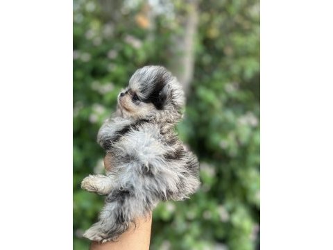 Merle pomeranian boo