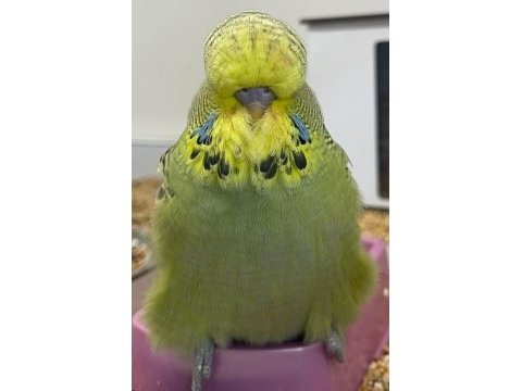 Fethiye muhabbet kuşu show jumbo yavru