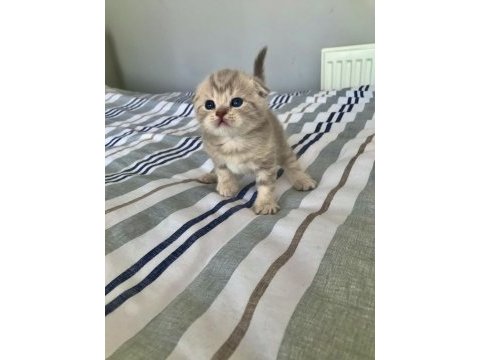 Yakışıklı erkek scottish fold