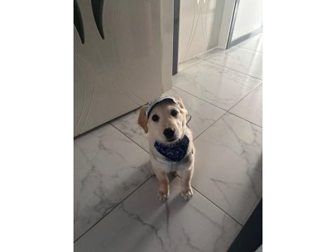 Golden retriever erkek yavru eğitimli
