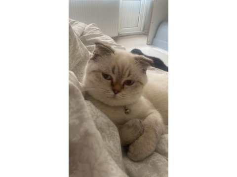 Scottish fold dişi kedimiz