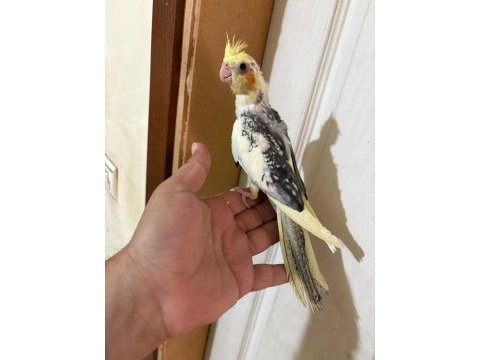 52 günlük harika bebek sultan