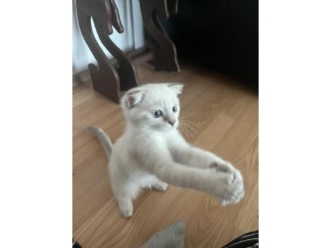 Scottish fold değerinin altında verilecek