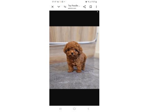 Red brown poodle yavrular orijinal ev üretimi