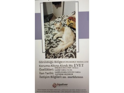 Acil sokakta bulundu kedimiz sahiplendirilecektir