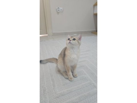 Güzel british shorthair kızım