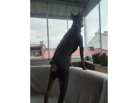 1 yaşında dişi doberman