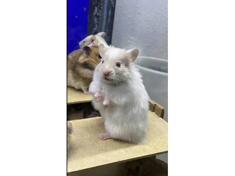 Sevimli hamster ve tüm aksesuarları adrese teslim