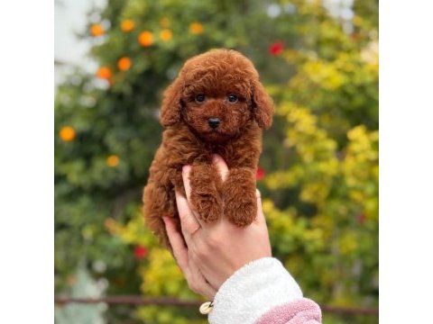 Saf kan toy poodle yavrularımız