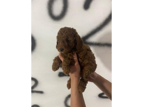 Red brown poodle yavrularım