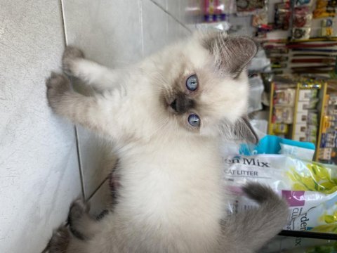 British longhair dişi 2 aylık