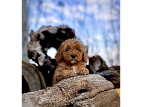 Harika güzellikte toy poodle yavrular