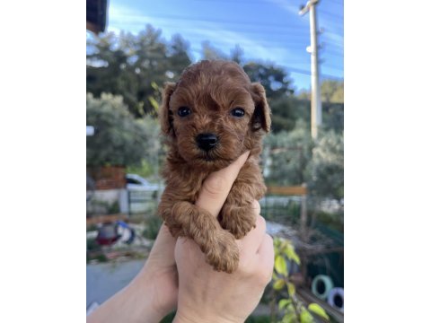 Dark/red brown toy poodle yavrular