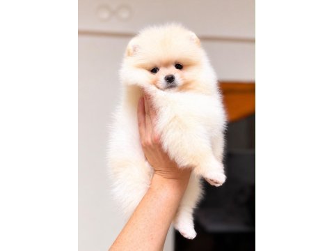 Biblo pomeranian boo