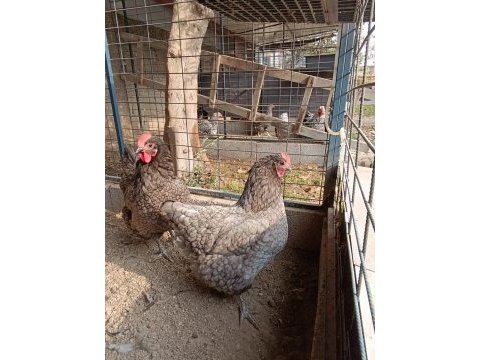 Blue australop kuluçkalık yumurta