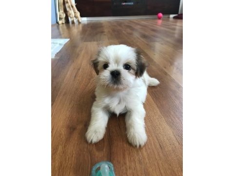 Çok tatlı shih tzu