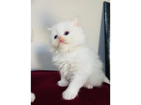 British longhair beyaz yavru