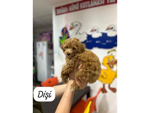 Maltipoo