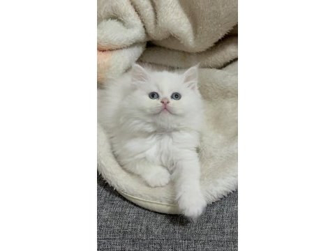 White erkek british longhair bebeğim