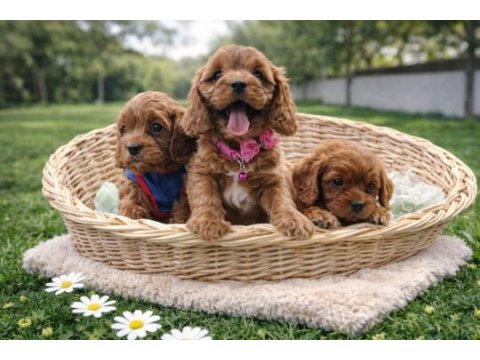 Anne baba orjinal cavapoo yavrular