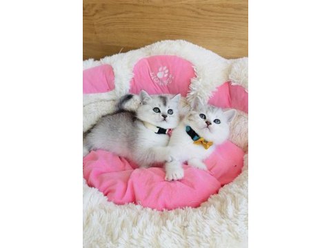 Özel bulunan bicolor silver scotısh bebekleirm 
