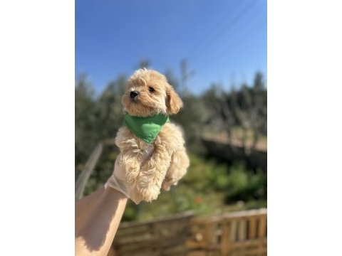 Orijinal maltipoo erkek yavrumuz