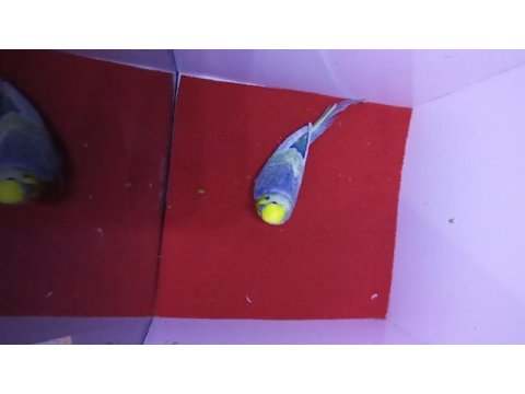 Rainbow muhabbet kuşları